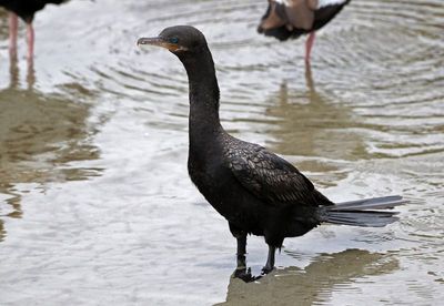 Neotropic Cormorant 2024-02-28