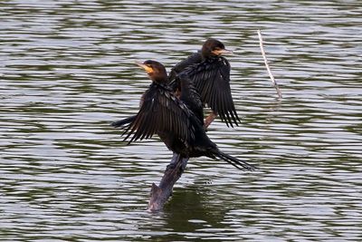 Neotropic Cormorant 2024-02-28