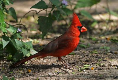Northern Cardinal 2024-02-28