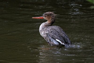 Red-breasted Merganser 2024-02-28