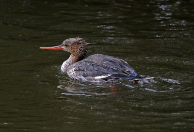 Red-breasted Merganser 2024-02-28