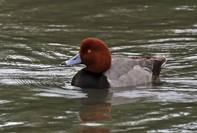 Redhead 2024-02-28