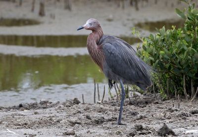 Reddish Egret 2024-02-28