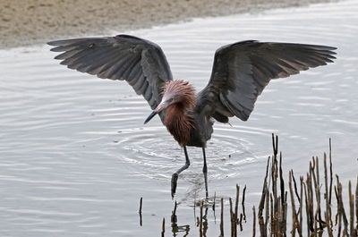 Reddish Egret 2024-02-28