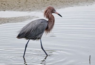 Reddish Egret 2024-02-28