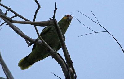 Red-lored Parrot 2024-02-28