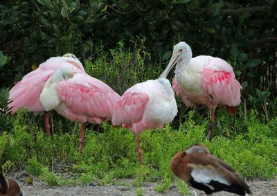 Roseate Spoonbill 2024-02-28