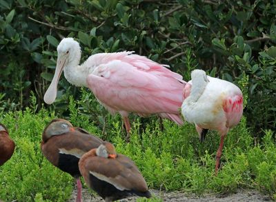 Roseate Spoonbill 2024-02-28