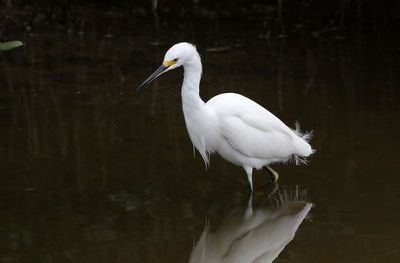 Snowy Egret 2024-02-28