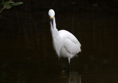 Snowy Egret 2024-02-28