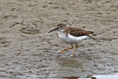 Spotted Sandpiper 2024-02-28