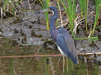 Tricolored Heron 2024-02-28