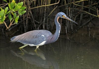 Tricolored Heron 2024-02-28