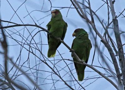 White-fronted Parrot 2024-02-28