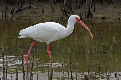 White Ibis 2024-02-28