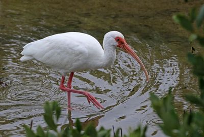 White Ibis 2024-02-28