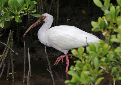 White Ibis 2024-02-28