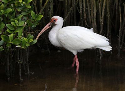 White Ibis 2024-02-28