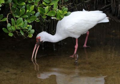 White Ibis 2024-02-28
