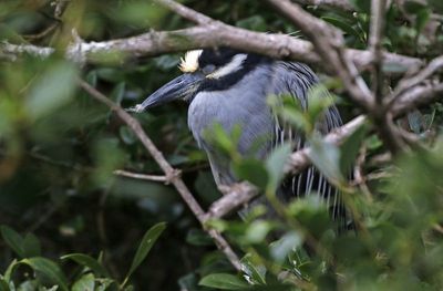 Yellow-crowned Night-Heron 2024-02-28