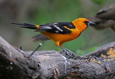 Altamira Oriole 2024-02-29