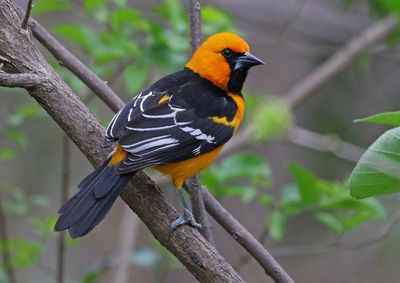 Altamira Oriole 2024-02-29
