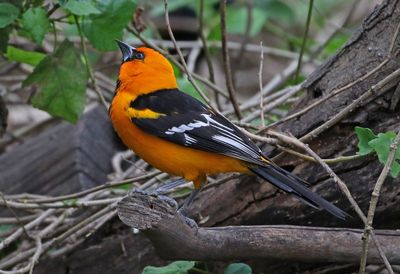 Altamira Oriole 2024-02-29
