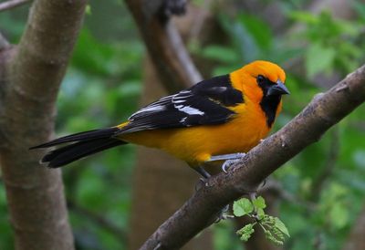 Altamira Oriole 2024-02-29