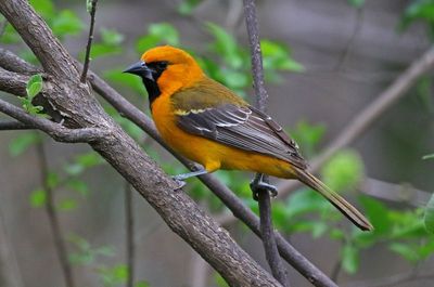 Altamira Oriole 2024-02-29
