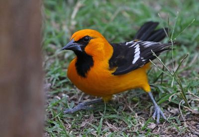 Altamira Oriole 2024-02-29