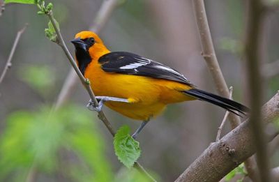 Altamira Oriole 2024-02-29