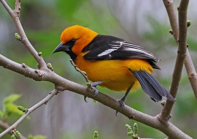 Altamira Oriole 2024-02-29