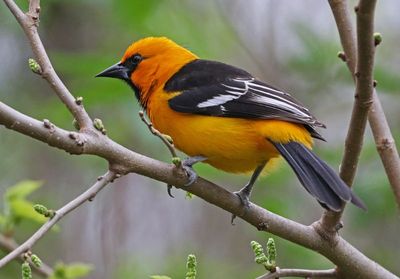 Altamira Oriole 2024-02-29