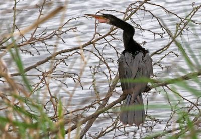 Anhinga 2024-02-29