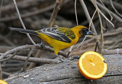 Audubon's Oriole x Altamira Oriole Hybrid 2024-02-29
