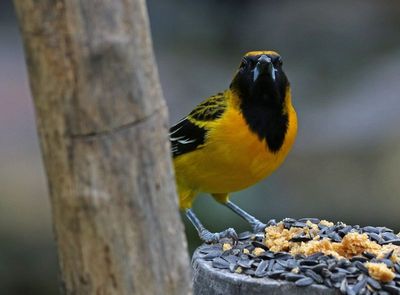 Audubon's Oriole x Altamira Oriole Hybrid 2024-02-29