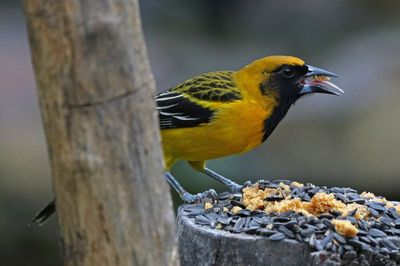 Audubon's Oriole x Altamira Oriole Hybrid 2024-02-29