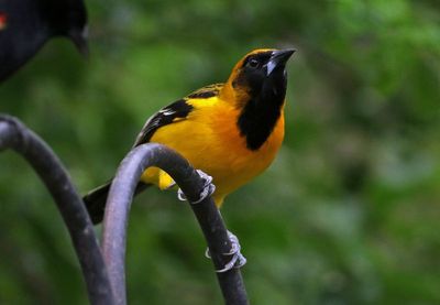 Audubon's Oriole x Altamira Oriole Hybrid 2024-02-29