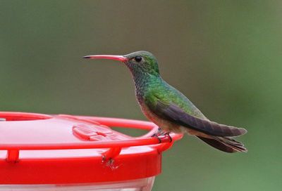 Buff-bellied Hummingbird 2024-02-29
