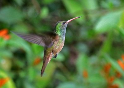 Buff-bellied Hummingbird 2024-02-29