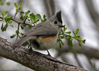 Black-crested Titmouse 2024-02-29