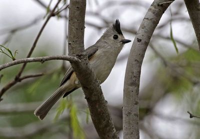 Black-crested Titmouse 2024-02-29