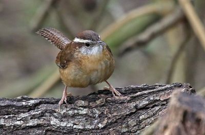 Carolina Wren 2024-02-29