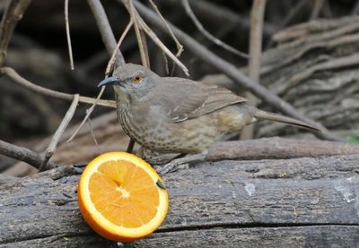 Curve-billed Thrasher 2024-02-29