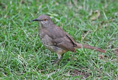 Curve-billed Thrasher 2024-02-29