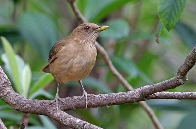 Clay-colored Thrush 2024-02-29