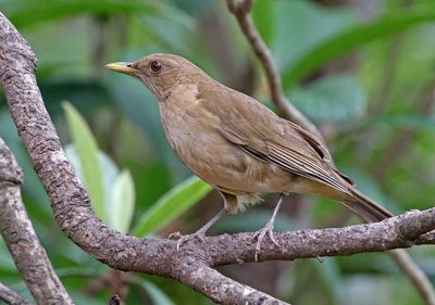 Clay-colored Thrush 2024-02-29
