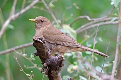 Clay-colored Thrush 2024-02-29