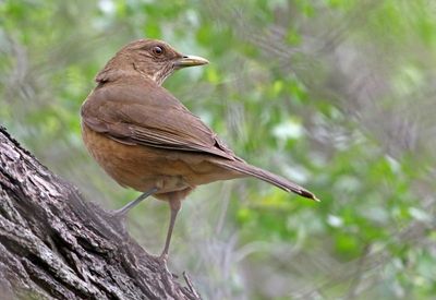 Clay-colored Thrush 2024-02-29