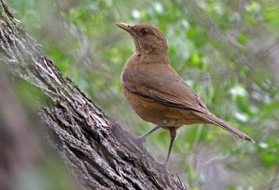 Clay-colored Thrush 2024-02-29